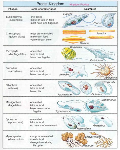 Protists - Paramecium