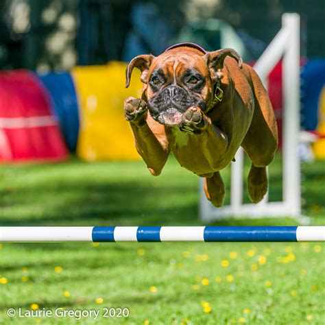 Boxers at a Staged Agility Photo Session | Jumoke Photography