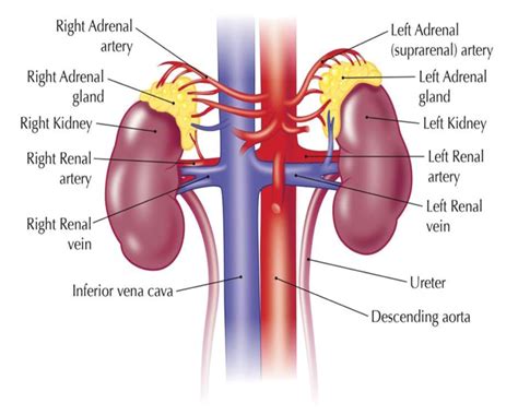 Where is the adrenal gland located in the human body - vermilitary