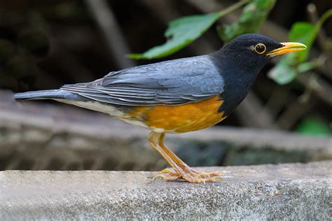 Black Thrush Bird