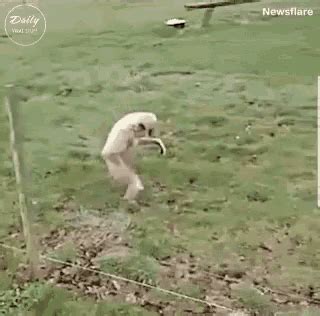 Walk Side GIF - Walk Side Monkey - Discover & Share GIFs | Walking gif ...