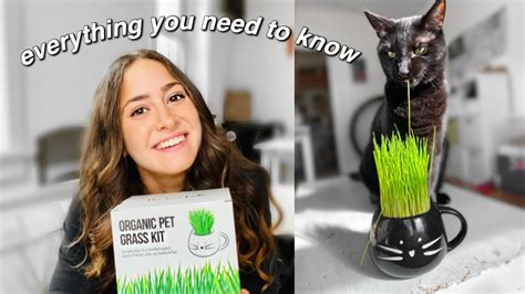 CAT GRASS: What You Need to Know - Cat World News