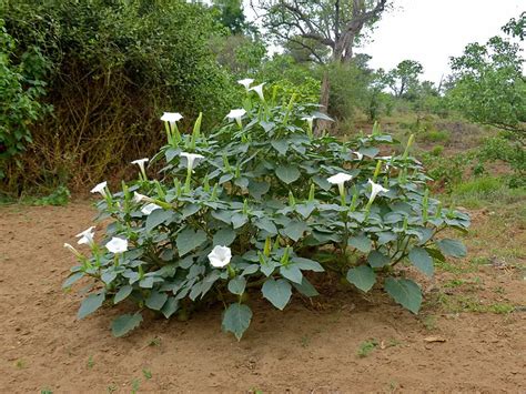 Datura Poisoning - Forensic's blog