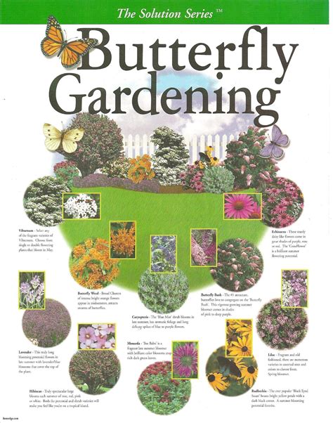 Designing A Butterfly Garden: A Comprehensive Guide – Home Design Lovers