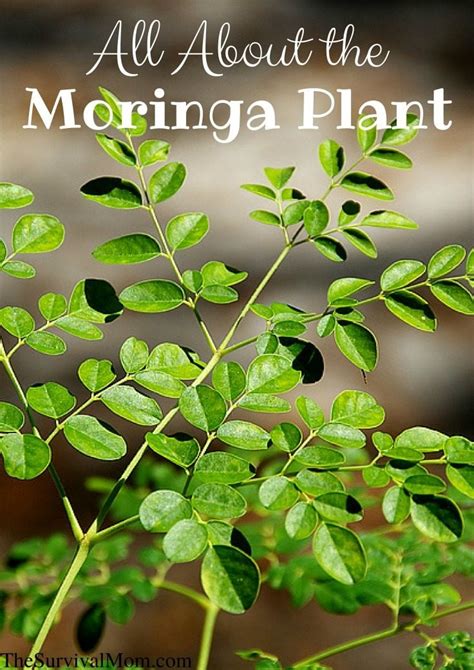 All About The Moringa Plant - Survival Mom