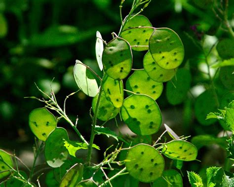 GardensOnline: Lunaria annua