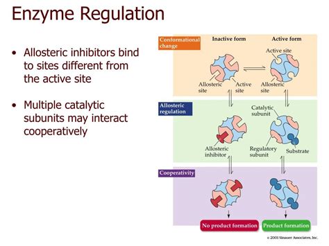 PPT - CHAPTER 6 Energy, Enzymes, and Metabolism PowerPoint Presentation ...