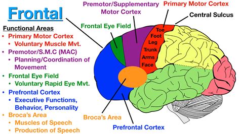 Cerebral Cortex Lobes And Functions