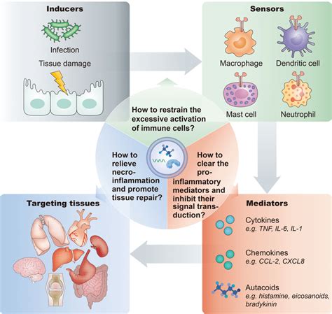 Inflammatory pathway components and key considerations of... | Download ...