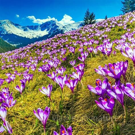 Spring Flowers Alps Wallpapers - Wallpaper Cave