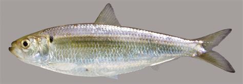 Blueback Herring – Discover Fishes