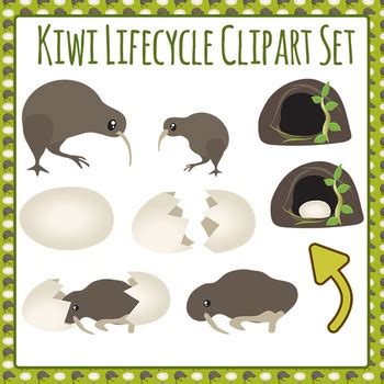 Kiwi Bird - Animal Life Cycle / Lifecycle Biology / Science Clip Art ...