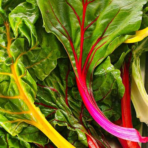 Rainbow Swiss Chard Seeds - Natural Seed Bank