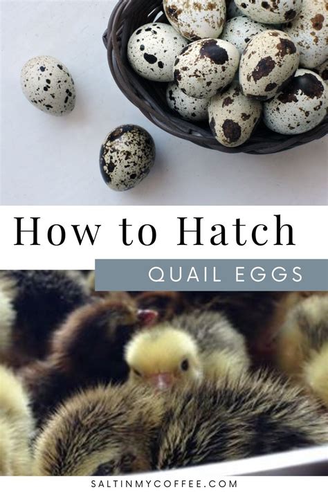 Hatching Quail Eggs in 2021 | Quail eggs, Quail, Raising rabbits for meat