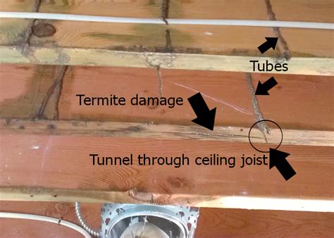 Subterranean Termites Live the High Life | Thrasher Termite & Pest Control