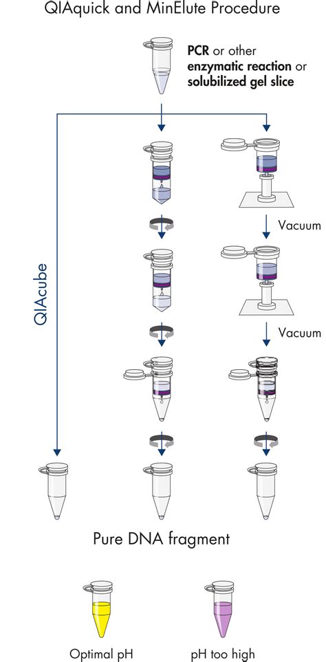 QIAquick Gel Extraction Kit En PDF Gel Electrophoresis, 54% OFF