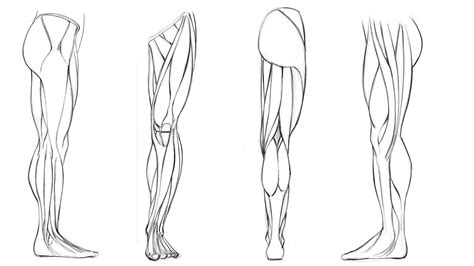 Dynamic Anatomy for Artists - Muscles of the Leg | Robert Marzullo ...