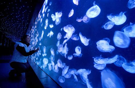 a person kneeling down in front of a wall with jellyfish