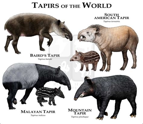 Tapirs Art Fine Art Print | Infografia de animales, Carteles de ...