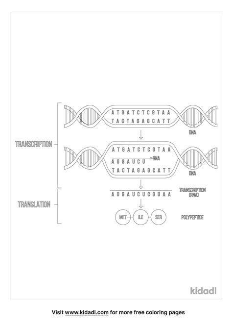 Dna Transcription Coloring Pages