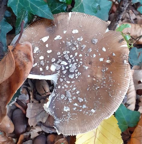 Panther Cap (Amanita pantherina): Identification, Look-Alikes, Benefits ...