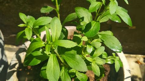 Stevia Plant Benefits In Urdu at Shirley Williams blog