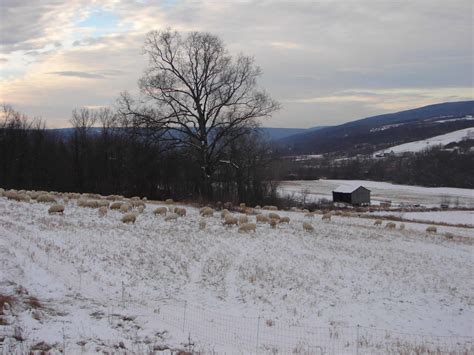 Dorper Sheep: Truths and Myths - Cornell Small Farms