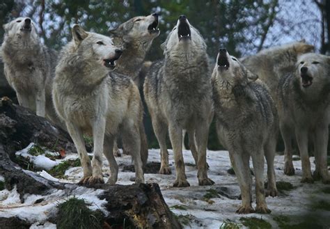 Two Wolves Short Of A Pack !! | 7 out of 9 Grey Wolves. Dubl… | Flickr