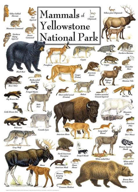 Mammals of Yellowstone National Park, 1000 Pieces, MasterPieces ...