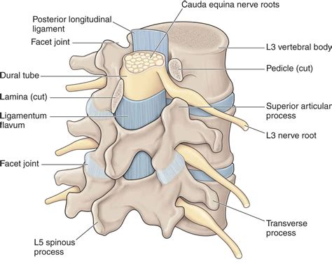 Lumbar Spine | Musculoskeletal Key