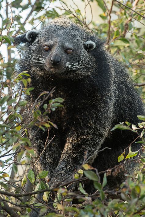 Binturong — Mogo Wildlife Park - NOW OPEN 9AM-4PM DAILY