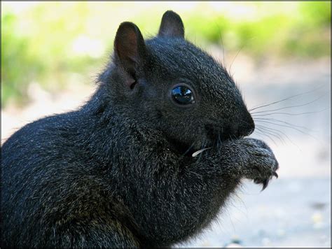 My Baby Black Squirrel | Sue Thompson | Flickr