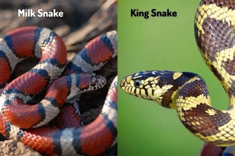 Milk Snake vs. Corn Snake: 5 Differences - ReptileHow.com