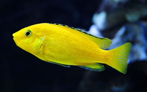 Learn About Colourful Cichlid Fish Types In The Next 60 Seconds.