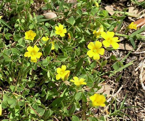 Neil Sperry: The many varieties of clover make it hard to control in ...