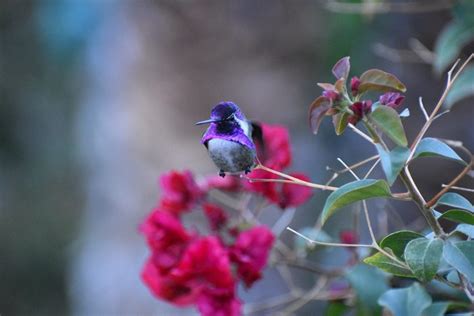 10 Super Cute Hummingbird Moments and Stories - Birds and Blooms