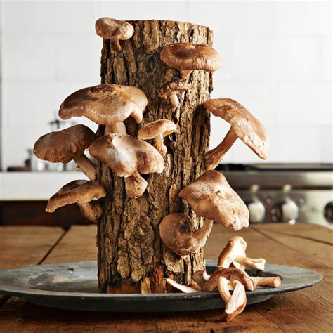 The 8 Best Mushroom Growing Kits and Logs of 2023 | [Updated]