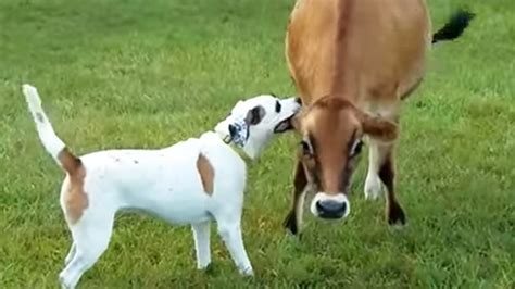 Cow And Dog Are Best Pals | RTM - RightThisMinute