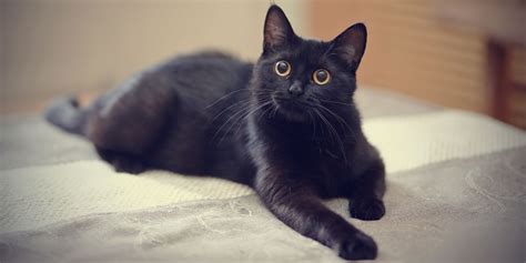 10 Stunning Black Cat Breeds That Deserve A Place In Your Heart - Cats.com