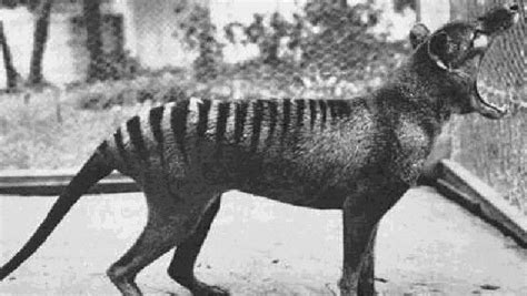 ‘I don’t think … I know it’s a thylacine’ | Rare animals, Animal facts ...