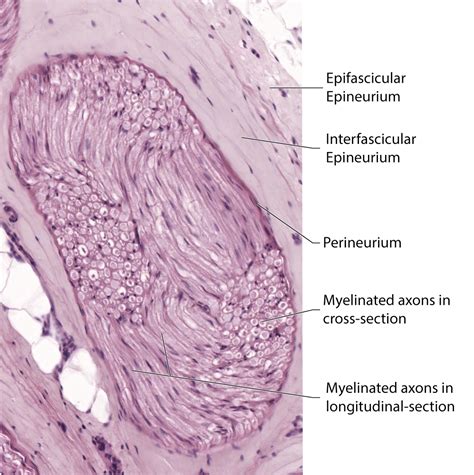 Peripheral Nerve Histology Labeled