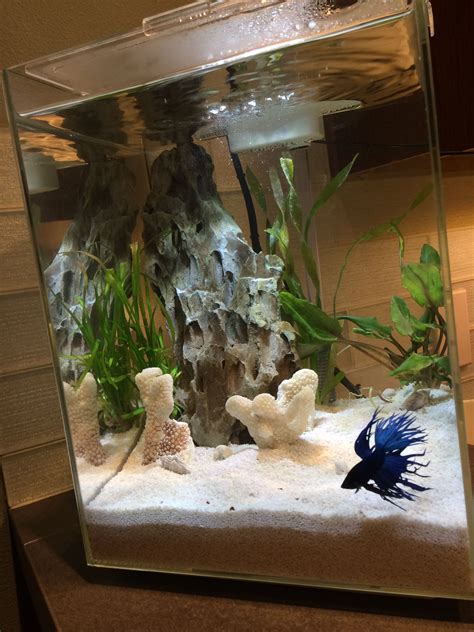 5 gallon kitchen crown tail betta tank | Fish tank terrarium, Fish tank ...