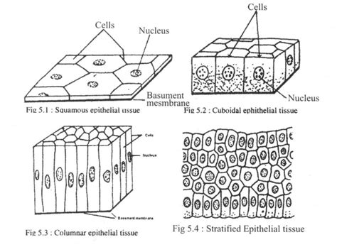 Structural Characteristics, Function and Location of Epithelial Tissue