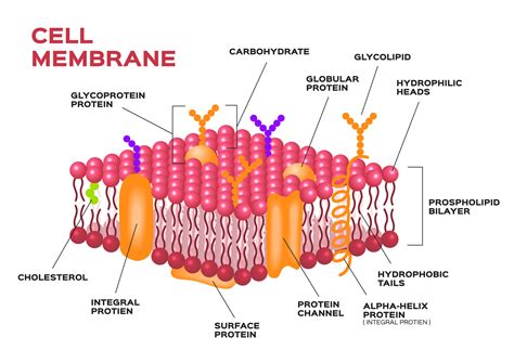 draw a diagram of the cell membrane of the axon - 28 images - plasma ...