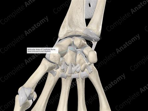 Articular Area of Capitate Bone | Complete Anatomy