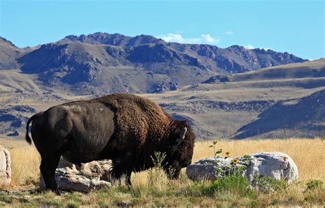 Great Salt Lake and Antelope Island 1-Day Tour