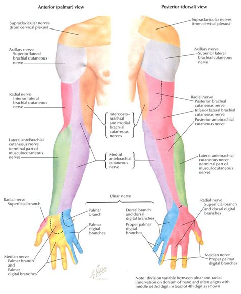 Upper extremity dermatomes | Giải phẫu chân, Giải phẫu học