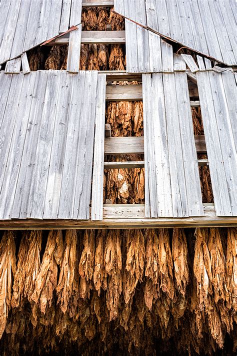 Kentucky tobacco farm at harvest » Travel Photography Blog