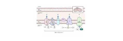 Chemiosmotic Hypothesis: Definition, Process, Examples