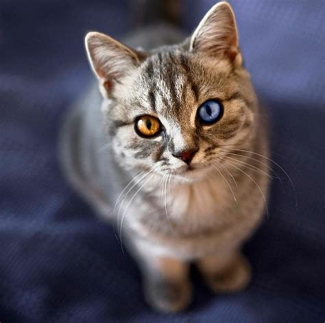 15 Amazing odd-eyed cats / Amazing Creatures